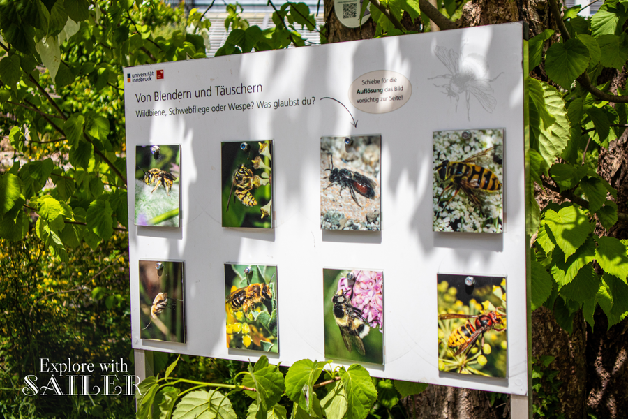 Informationstafel mit Fotografien von Bienen, Wespen und anderen Insekten im Botanischen Garten der Universität Innsbruck.