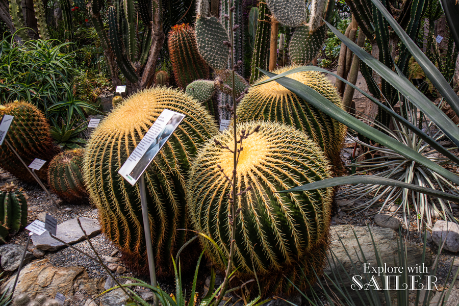 Große kugelförmige Kakteen mit langen gelben Dornen wachsen zwischen weiteren Sukkulenten im Gewächshaus des Botanischen Gartens.