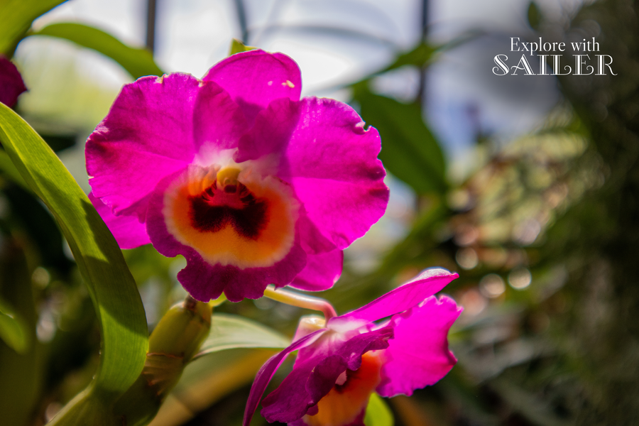 Eine große pink-violette Orchidee mit gelb-roter Mitte blüht im tropischen Gewächshaus des Botanischen Gartens.