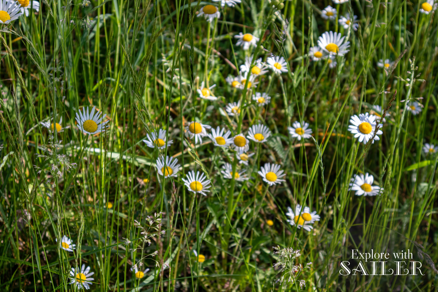 Weiße Margeriten mit gelber Mitte wachsen zwischen hohen Gräsern im Botanischen Garten.