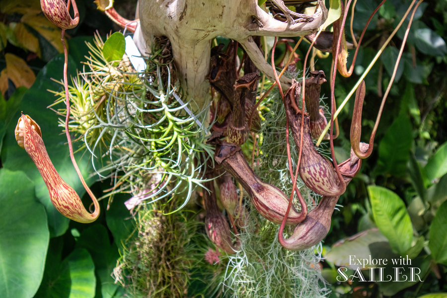Exotische fleischfressende Pflanzen mit langen Kannen hängen zwischen tropischer Vegetation im Botanischen Garten.