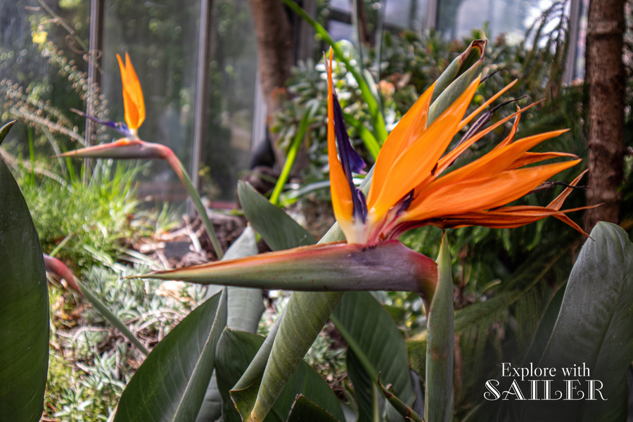 Leuchtend orangefarbene Strelitzienblüten zwischen tropischen Pflanzen im Gewächshaus des Botanischen Gartens.