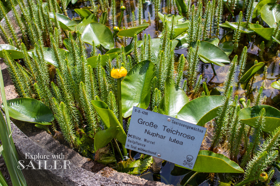 Teich mit Wasserpflanzen und gelber Teichrose neben einer Informationstafel im Botanischen Garten.