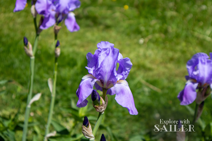 Eine zart violette Iris blüht vor einer grünen Wiese im Botanischen Garten.