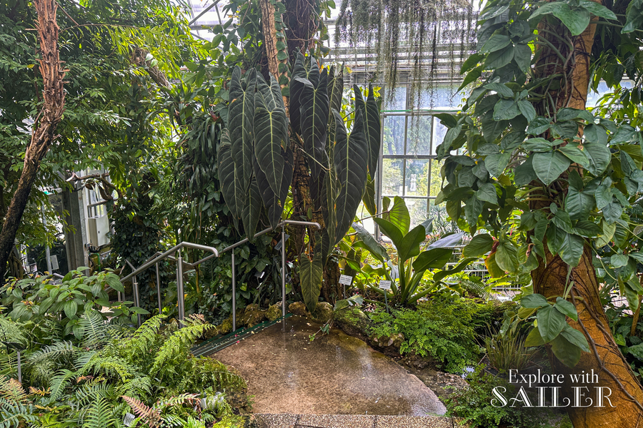 Üppige tropische Pflanzen mit großen Blättern und Kletterpflanzen im Tropenhaus des Botanischen Gartens.