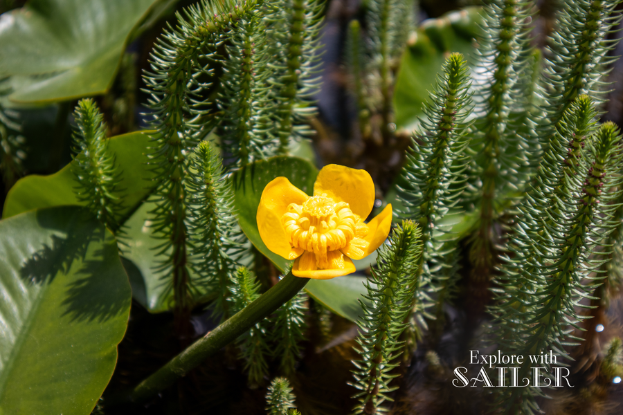 Nahaufnahme einer gelben Wasserpflanze zwischen grünen Wassergewächsen im Teich des Botanischen Gartens.