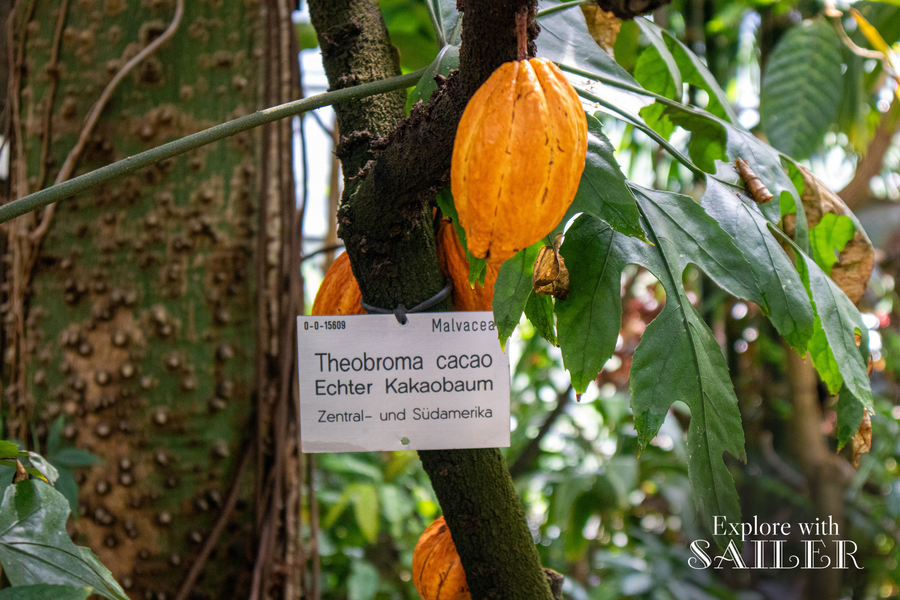 Die Früchte des Theobroma cacao wachsen direkt am Stamm des Baumes im tropischen Gewächshaus des Botanischen Gartens.
