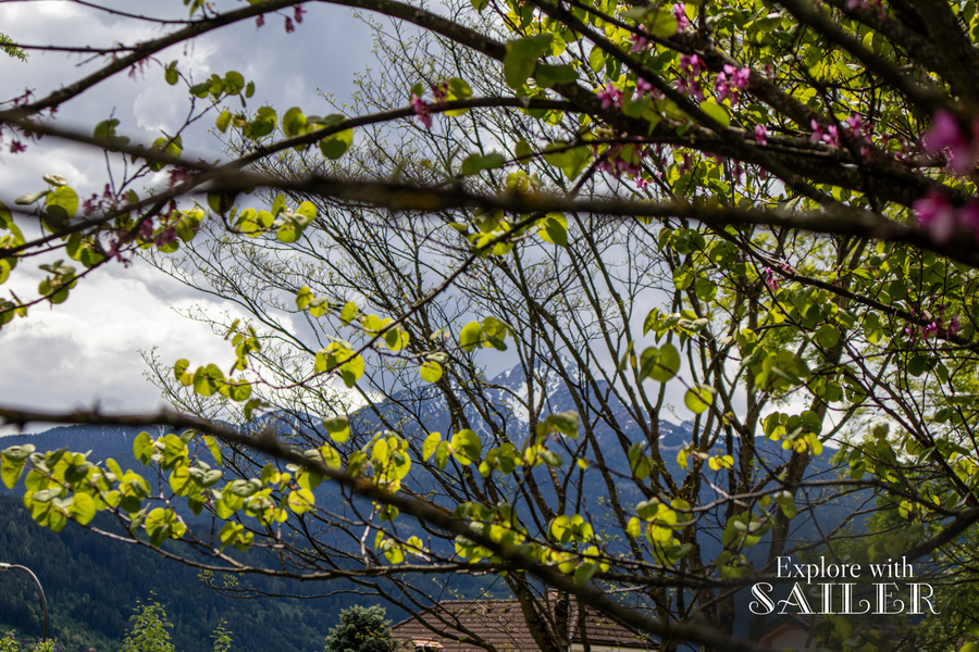 Blick auf die Alpen durch Äste mit frischen grünen Blättern und rosa Blüten im Botanischen Garten.