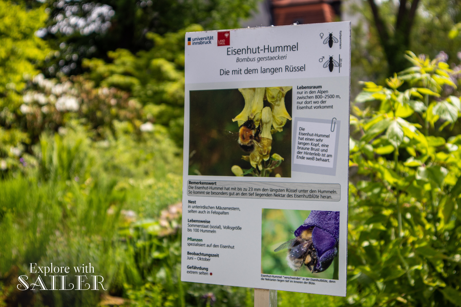 Lehrtafel mit Fotografien und Informationen über eine seltene Hummelart im Botanischen Garten der Universität Innsbruck.