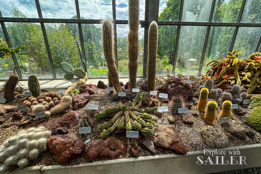 Verschiedene Kakteenarten in unterschiedlichen Formen und Größen in einem Gewächshaus des Botanischen Gartens.