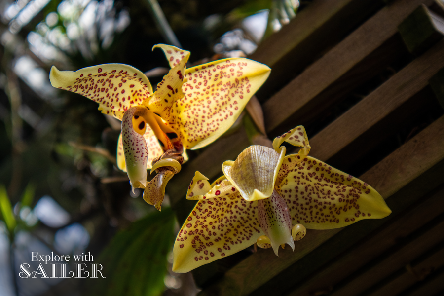 Gelbe exotische Orchideen mit gepunktetem Muster blühen im tropischen Schauhaus des Botanischen Gartens.
