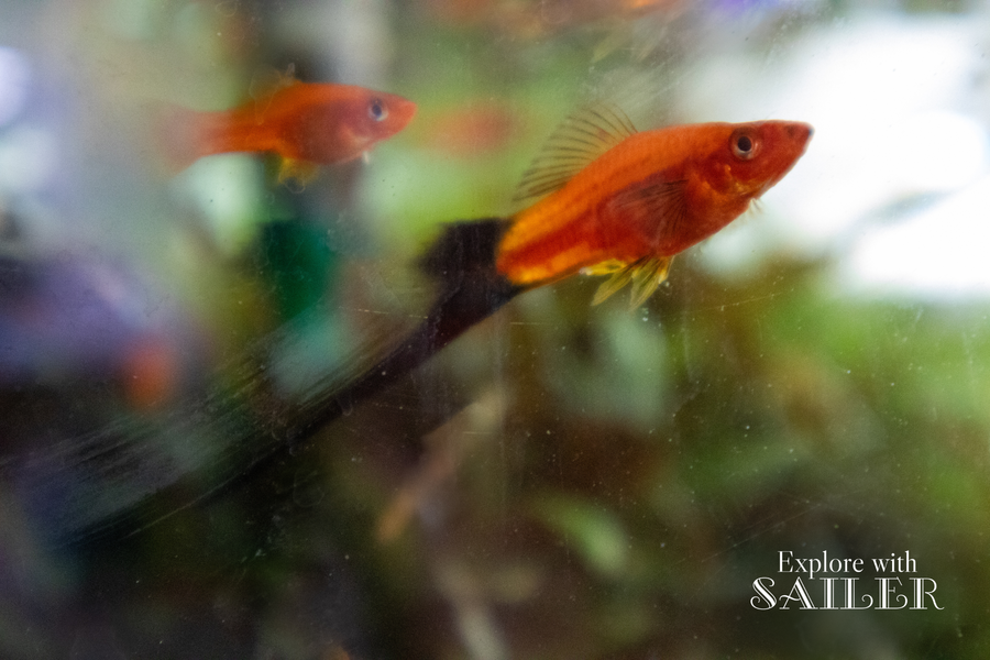 Leuchtend orangefarbene tropische Fische schwimmen in einem Aquarium vor unscharfem grünem Hintergrund.