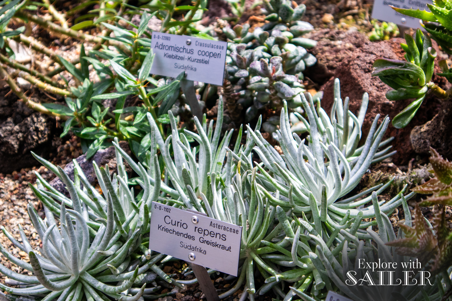Verschiedene Sukkulentenarten mit Informationstafeln in der Kakteen- und Sukkulentensammlung des Botanischen Gartens.