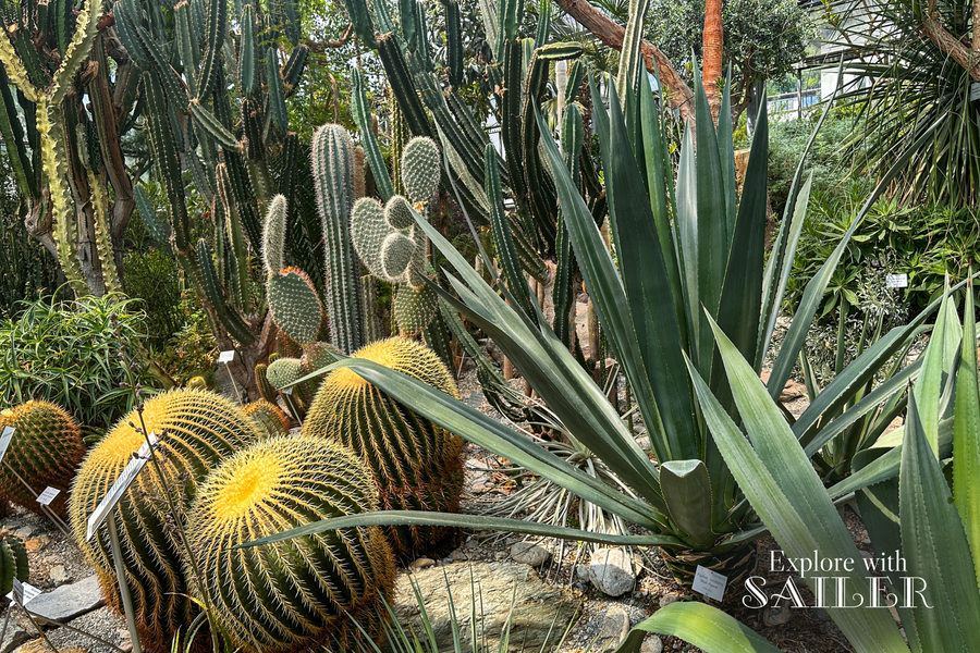 Verschiedene große Kakteen und Sukkulenten wachsen in einem Gewächshausbereich des Botanischen Gartens zwischen Steinen und sandigem Boden.