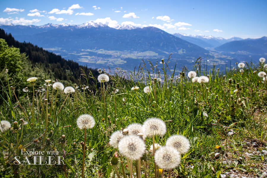 Blühende Pusteblumen auf einer Almwiese mit Panoramablick auf das Inntal und die umliegende Bergwelt.