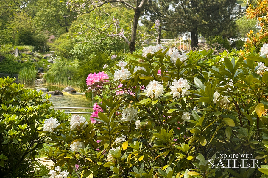 Üppig blühende Sträucher und grüne Pflanzen umgeben einen kleinen Teich im Botanischen Garten an einem sonnigen Frühlingstag.