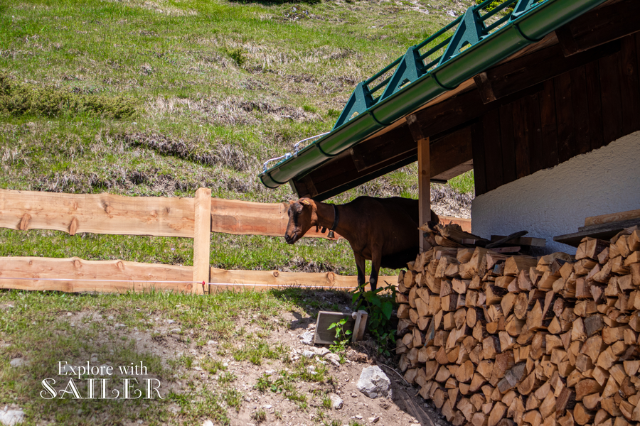 Ziege neben den Wirtschaftsgebäuden der Höttinger Alm vor einer alpinen Wiese.