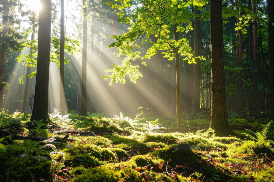 Sonnenstrahlen fallen durch die Bäume in einem grünen Wald und symbolisieren Nachhaltigkeit und umweltbewusstes Handeln.