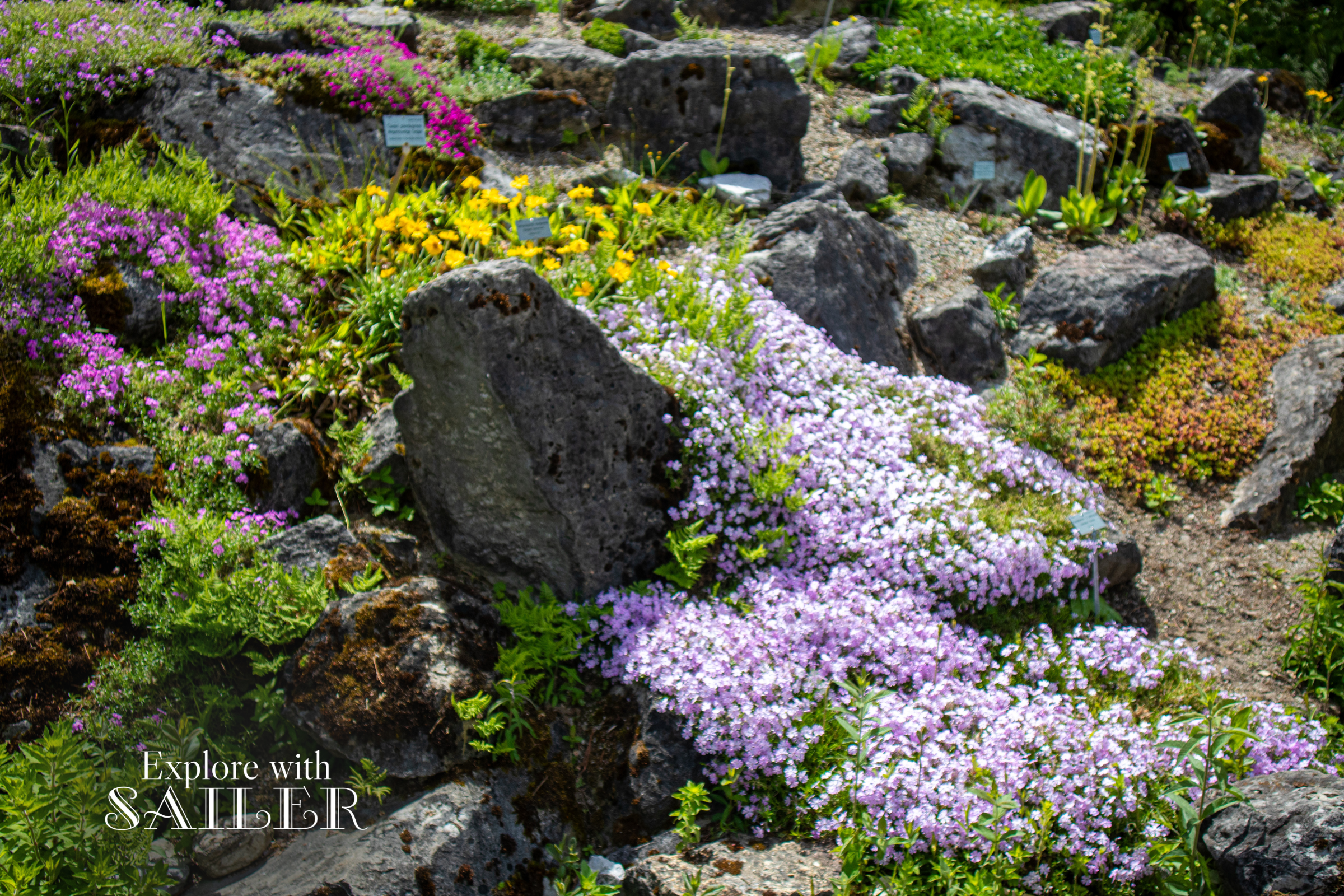Alpenblumen in verschiedenen Farben wachsen zwischen Steinen und grüner Vegetation im Botanischen Garten.